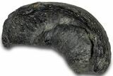 Large, Fossil Whale Ear Bone - South Carolina #301915-1